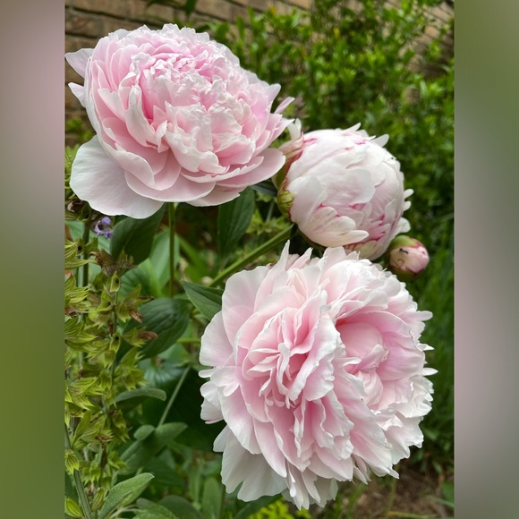 Ali’s This & That 🌸 - Picture 5 of 14